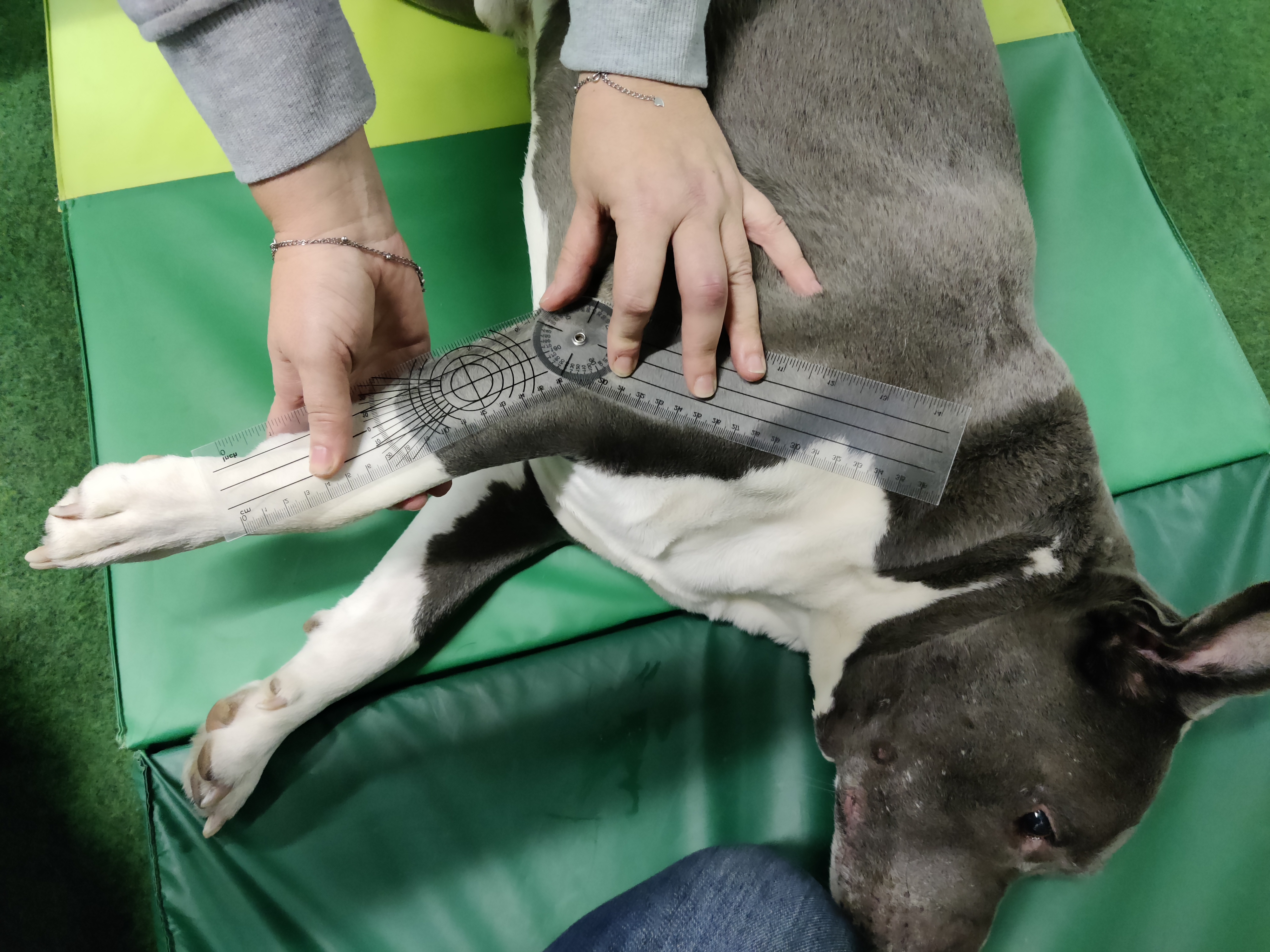 Messung des Gelenkwinkels an der Vorderpfote eines Hundes