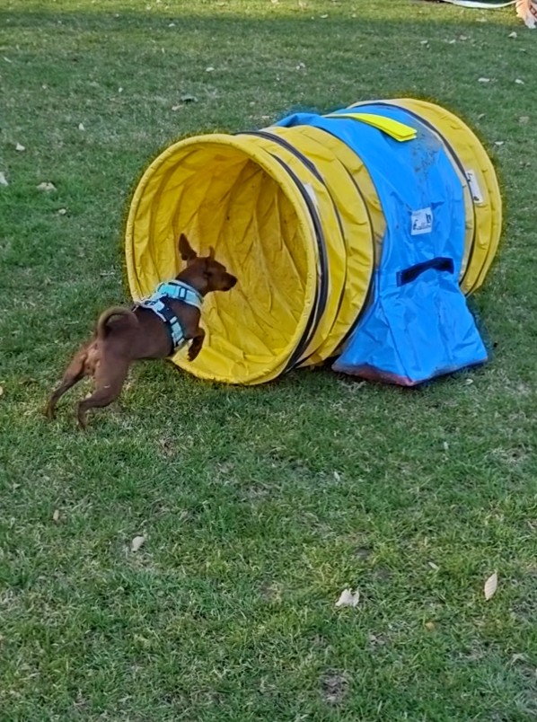 Kleiner Hund läuft durch einen gelben Tunnel