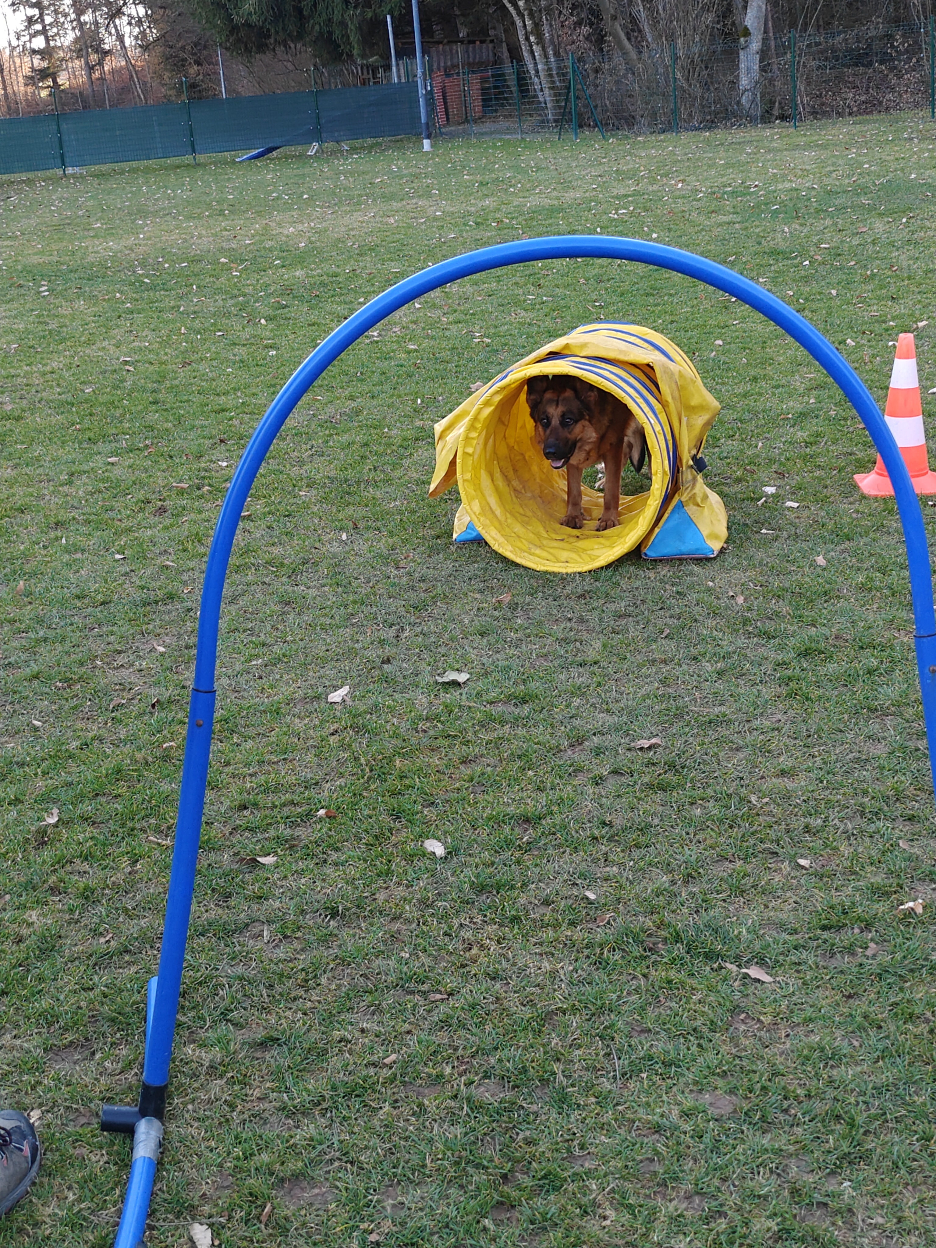 Schäferhund im Tunnel hinter einem blauen Hoop-Bogen