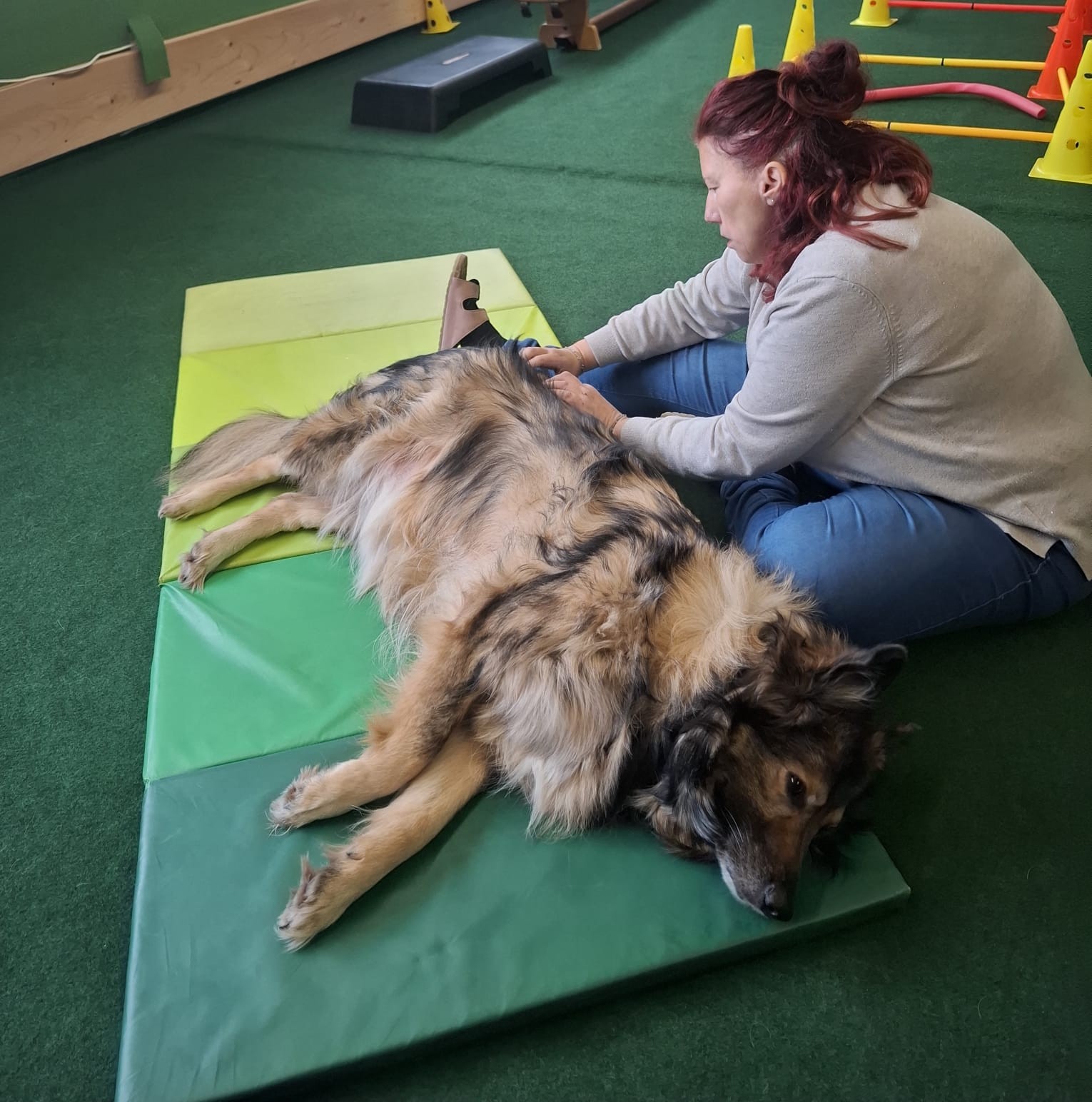Massage eines Hundes auf einer Matte im Trainingsraum